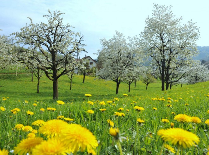 Baselbieter Kirschenblust im April, Bild Franz Schweizer